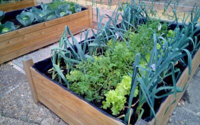Cuidados de plantas en verano (I)
