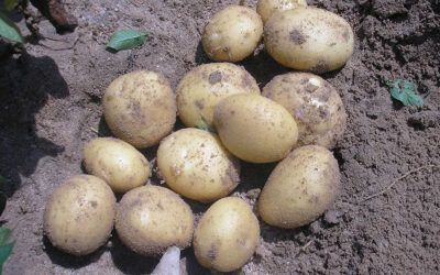 Bioestimulantes; no basta con fertilizar