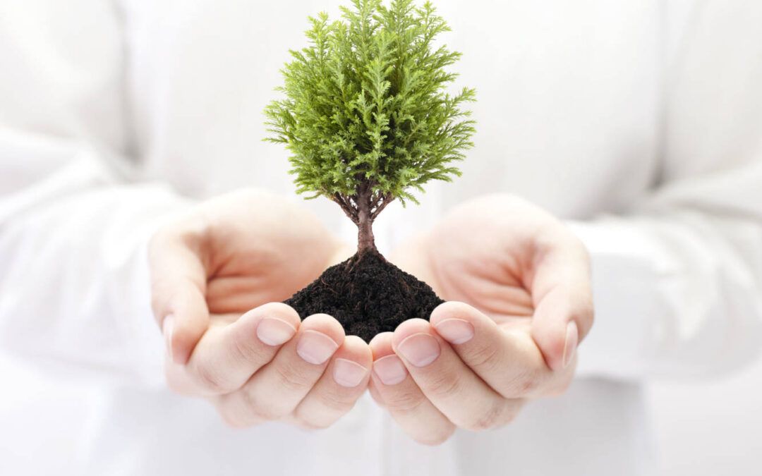Diferencias entre bio, orgánico, sostenible y ecológico