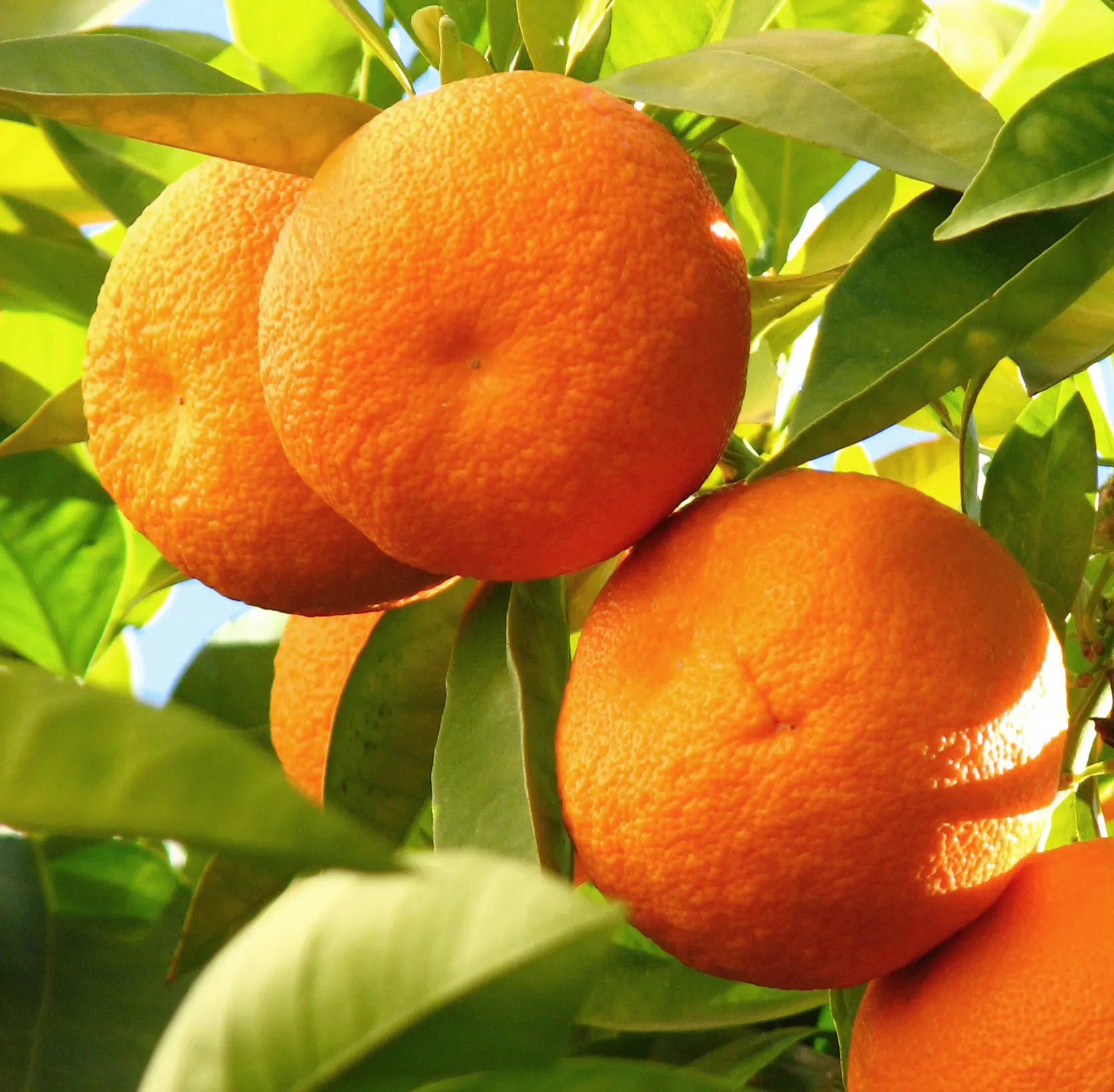 Naranja 3