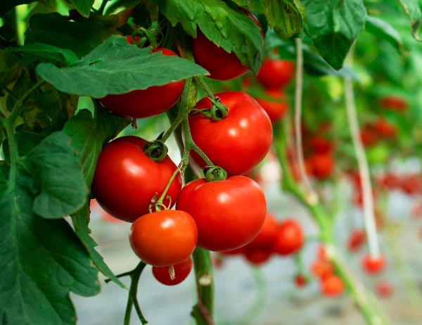 granja-alimentos-organicos tomate